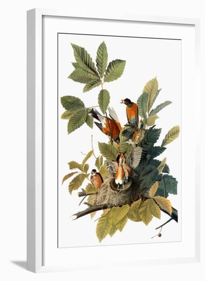 Audubon: Robin-John James Audubon-Framed Premium Giclee Print