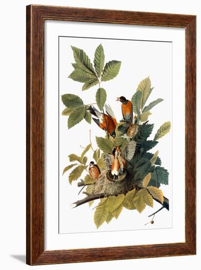 Audubon: Robin-John James Audubon-Framed Premium Giclee Print