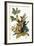 Audubon: Robin-John James Audubon-Framed Premium Giclee Print