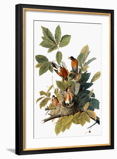 Audubon: Robin-John James Audubon-Framed Premium Giclee Print