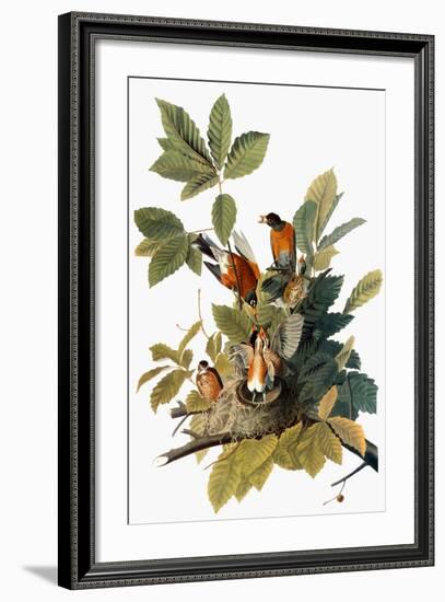 Audubon: Robin-John James Audubon-Framed Giclee Print