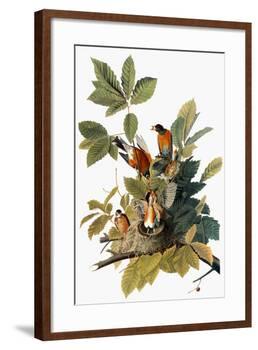 Audubon: Robin-John James Audubon-Framed Giclee Print