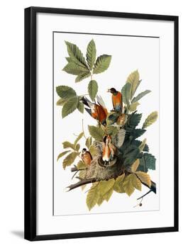 Audubon: Robin-John James Audubon-Framed Giclee Print