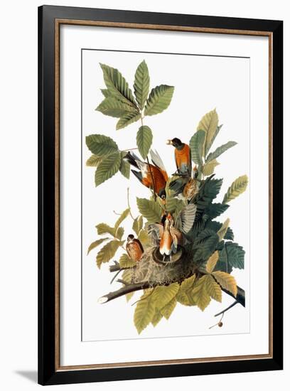 Audubon: Robin-John James Audubon-Framed Giclee Print