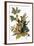 Audubon: Robin-John James Audubon-Framed Giclee Print