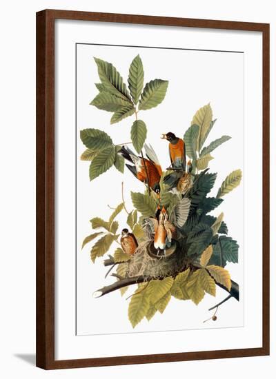 Audubon: Robin-John James Audubon-Framed Giclee Print