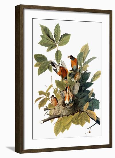 Audubon: Robin-John James Audubon-Framed Giclee Print