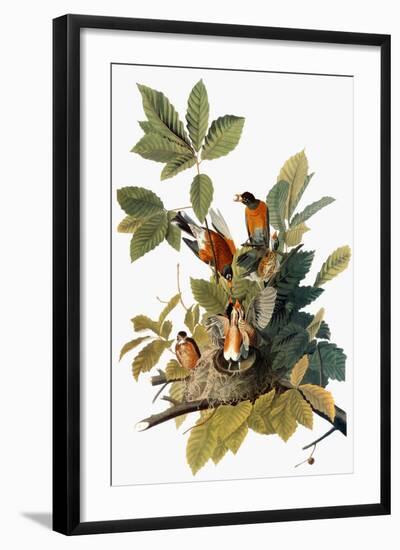 Audubon: Robin-John James Audubon-Framed Giclee Print