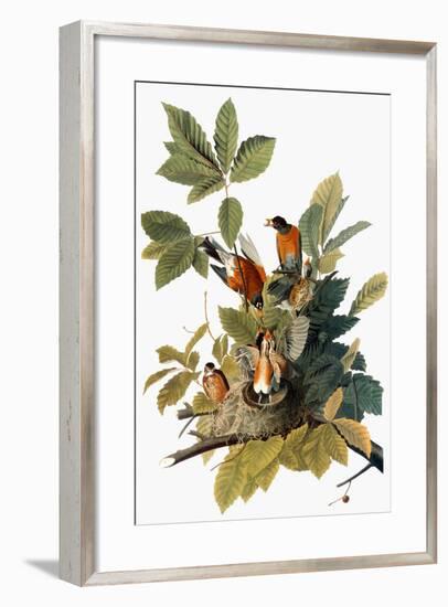 Audubon: Robin-John James Audubon-Framed Giclee Print