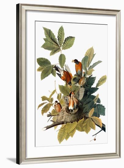 Audubon: Robin-John James Audubon-Framed Giclee Print