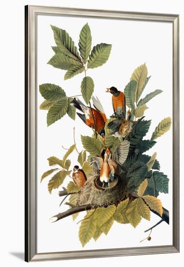 Audubon: Robin-John James Audubon-Framed Giclee Print