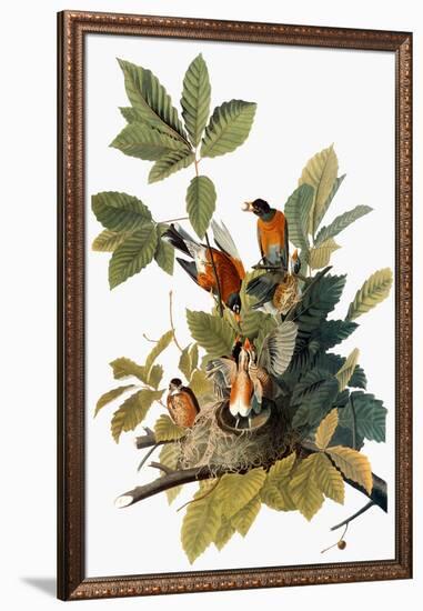 Audubon: Robin-John James Audubon-Framed Giclee Print