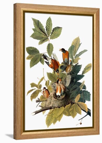 Audubon: Robin-John James Audubon-Framed Premier Image Canvas