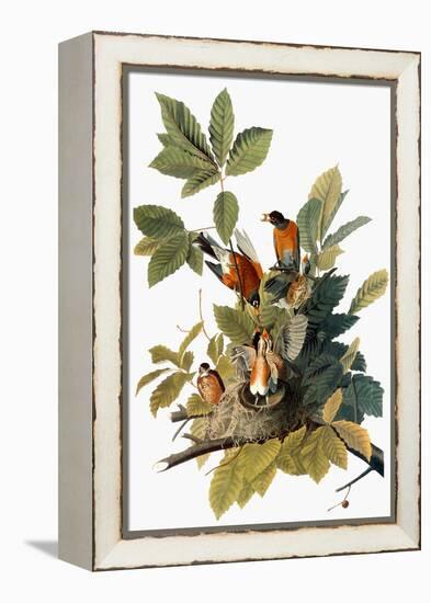 Audubon: Robin-John James Audubon-Framed Premier Image Canvas