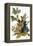 Audubon: Robin-John James Audubon-Framed Premier Image Canvas