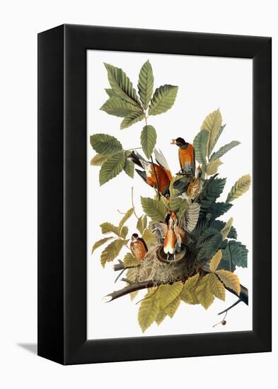 Audubon: Robin-John James Audubon-Framed Premier Image Canvas