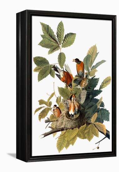 Audubon: Robin-John James Audubon-Framed Premier Image Canvas