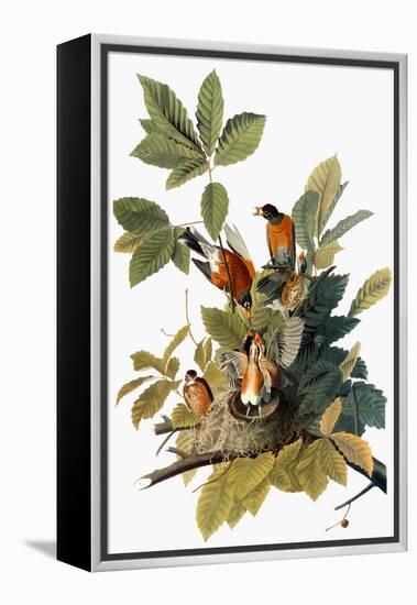 Audubon: Robin-John James Audubon-Framed Premier Image Canvas