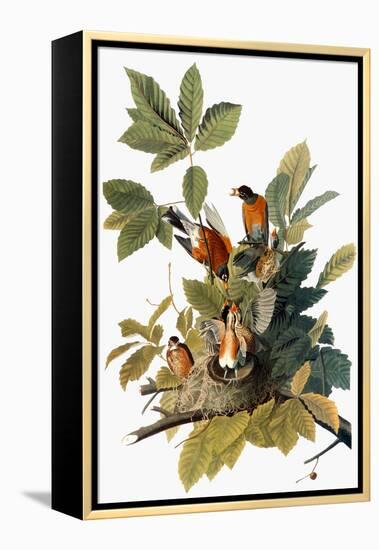 Audubon: Robin-John James Audubon-Framed Premier Image Canvas