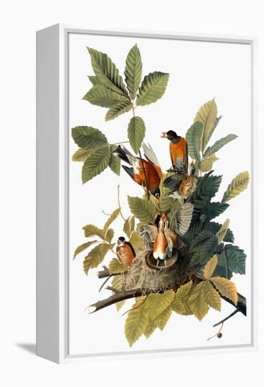 Audubon: Robin-John James Audubon-Framed Premier Image Canvas