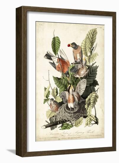 Audubon's American Robin-John James Audubon-Framed Art Print