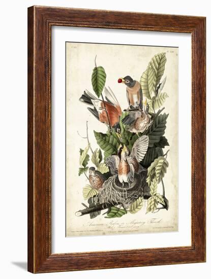 Audubon's American Robin-John James Audubon-Framed Art Print