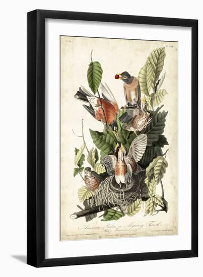 Audubon's American Robin-John James Audubon-Framed Art Print