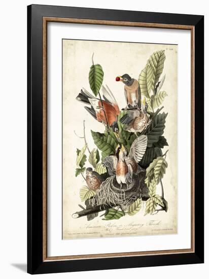 Audubon's American Robin-John James Audubon-Framed Art Print