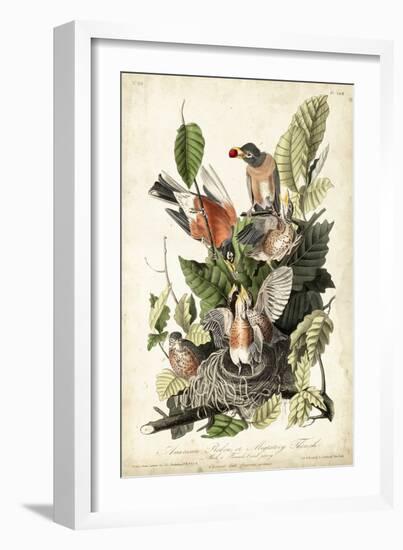 Audubon's American Robin-John James Audubon-Framed Art Print