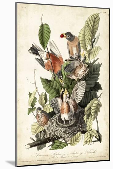 Audubon's American Robin-John James Audubon-Mounted Art Print