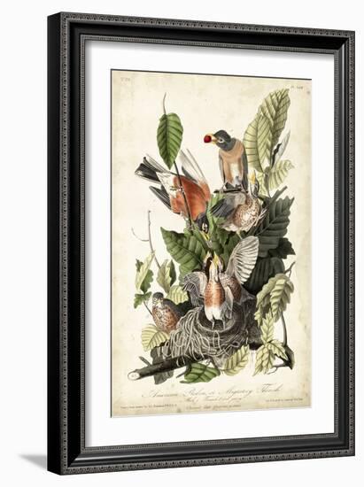 Audubon's American Robin-John James Audubon-Framed Art Print