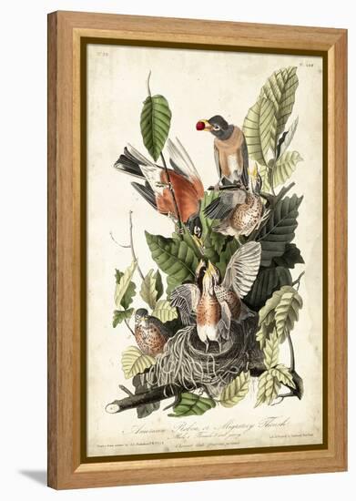 Audubon's American Robin-John James Audubon-Framed Stretched Canvas