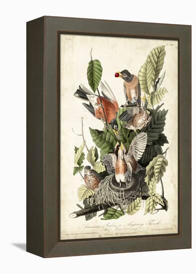 Audubon's American Robin-John James Audubon-Framed Stretched Canvas