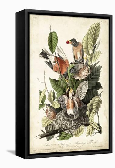 Audubon's American Robin-John James Audubon-Framed Stretched Canvas