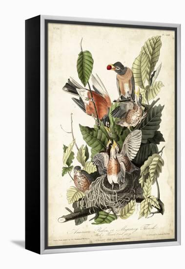 Audubon's American Robin-John James Audubon-Framed Stretched Canvas