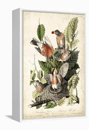 Audubon's American Robin-John James Audubon-Framed Stretched Canvas