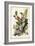 Audubon's American Robin-John James Audubon-Framed Premium Giclee Print