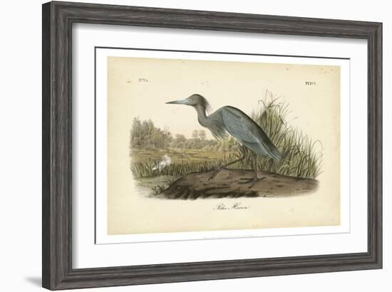 Audubon's Blue Heron-John James Audubon-Framed Art Print