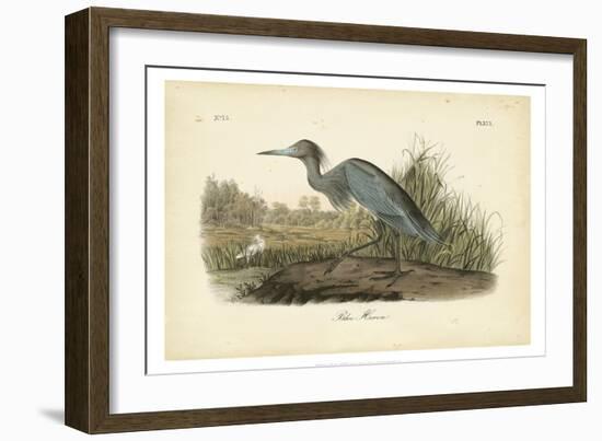 Audubon's Blue Heron-John James Audubon-Framed Art Print