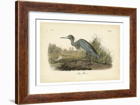 Audubon's Blue Heron-John James Audubon-Framed Art Print