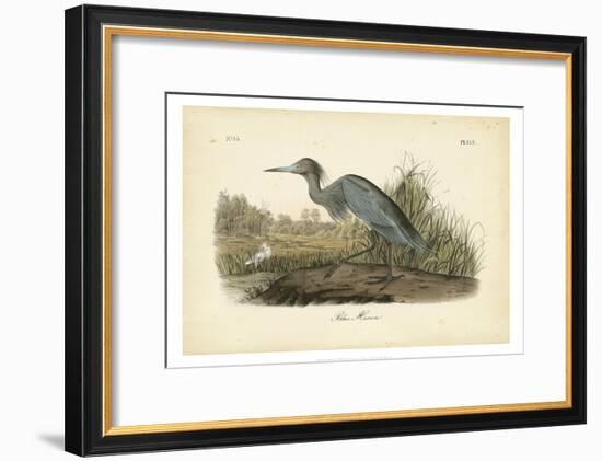 Audubon's Blue Heron-John James Audubon-Framed Art Print