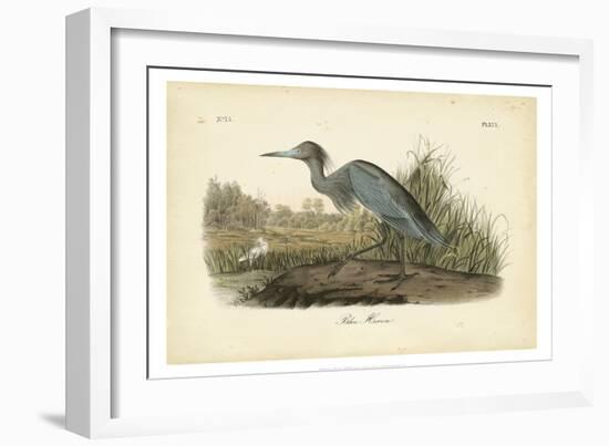 Audubon's Blue Heron-John James Audubon-Framed Art Print