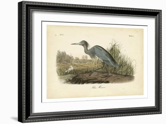 Audubon's Blue Heron-John James Audubon-Framed Art Print