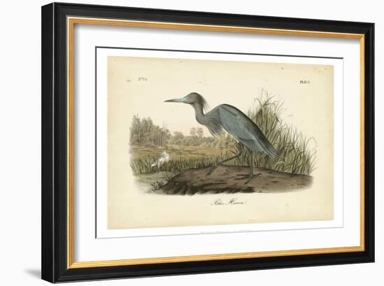 Audubon's Blue Heron-John James Audubon-Framed Art Print