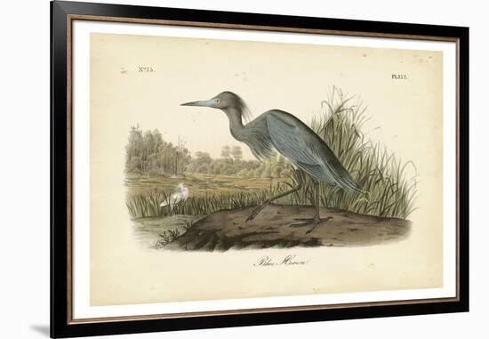Audubon's Blue Heron-John James Audubon-Framed Art Print