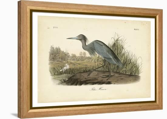 Audubon's Blue Heron-John James Audubon-Framed Stretched Canvas