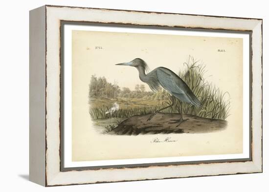 Audubon's Blue Heron-John James Audubon-Framed Stretched Canvas