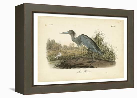 Audubon's Blue Heron-John James Audubon-Framed Stretched Canvas