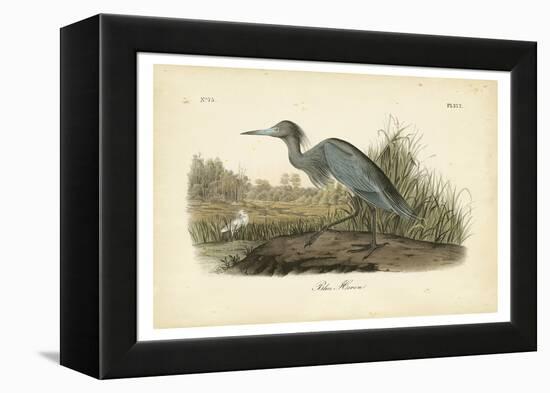 Audubon's Blue Heron-John James Audubon-Framed Stretched Canvas