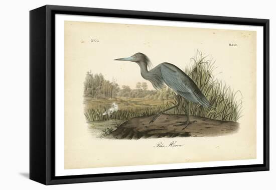 Audubon's Blue Heron-John James Audubon-Framed Stretched Canvas